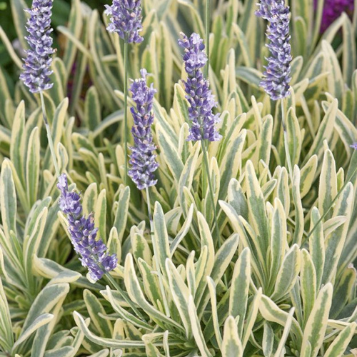 Лаванда узколистная Платинум Блонд (Platinum Blonde)
