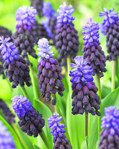 Мускари Latifolium