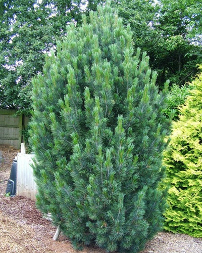 Сосна кедровая Глаука (Pinus cembra Glauca)