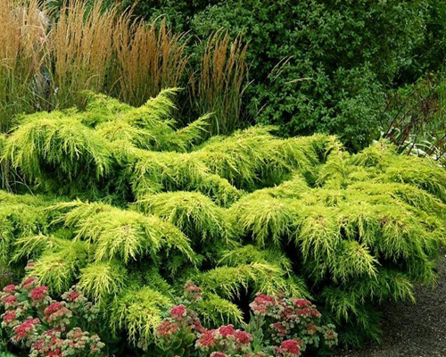 Можжевельник средний Голд Стар (Juniperus x media Pfitzeriana Gold Star)