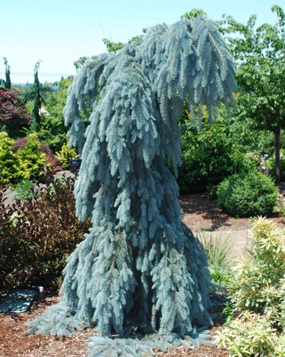 Ель колючая Блюз (Picea pungens The Blues)