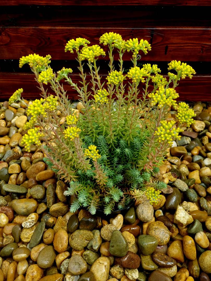 Седум отогнутый Блю Форест (Sedum reflexum Blue Forest)