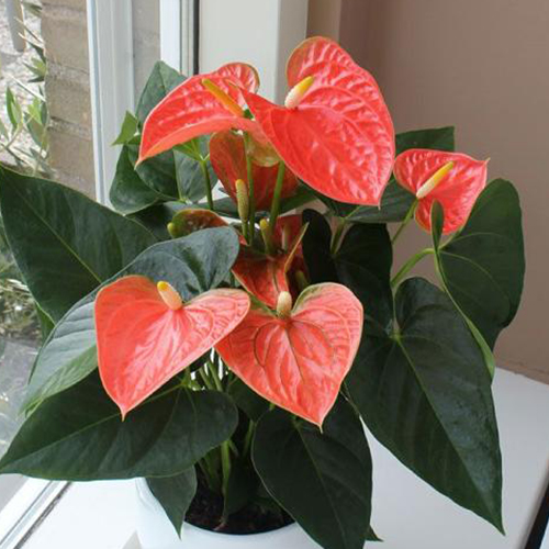 Антуриум андре Принц оф Оранж