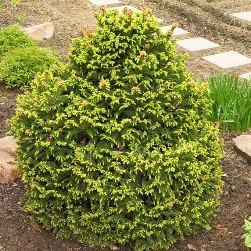Ель обыкновенная Олендорфи (Picea abies Ohlendorffii)