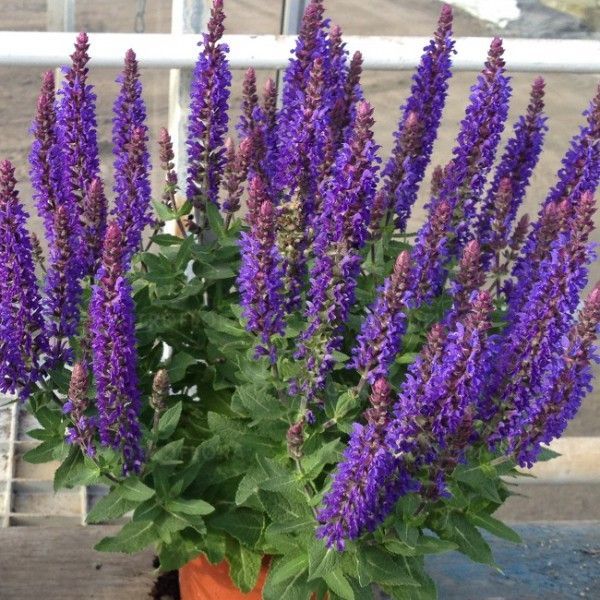 Шалфей дубравный Рианна