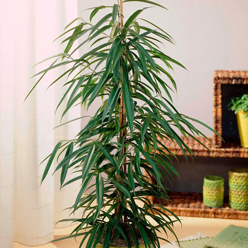 Фикус Биннендийка / Али