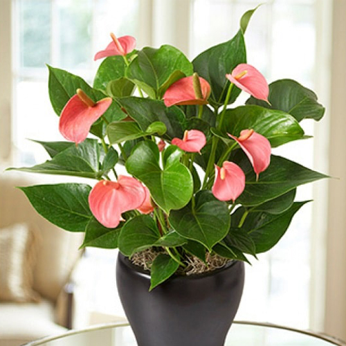 Антуриум Андре Роуз (Anthurium andre Rose) 