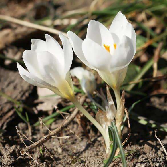 Крокус botanical Miss Vain