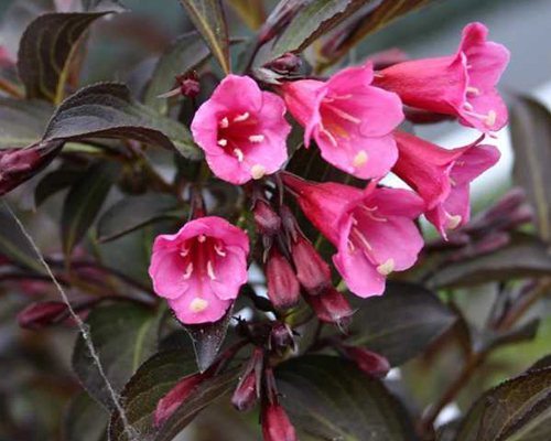 Вейгела цветущая Нана Пурпуреа (Weigela florida Nana Purpurea)