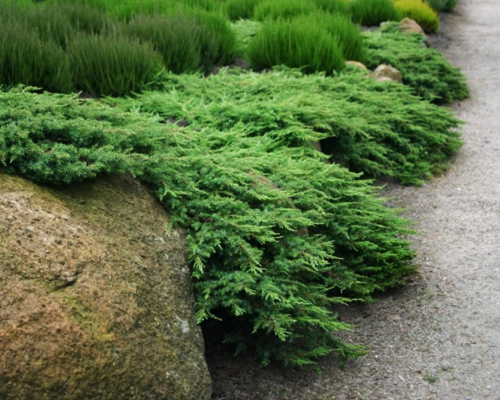Можжевельник обыкновенный Грин Карпет (Juniperus communis Green Carpet)