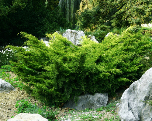 Можжевельник средний Минт Джулеп (Juniperus x media Pfitzeriana Mint Julep)