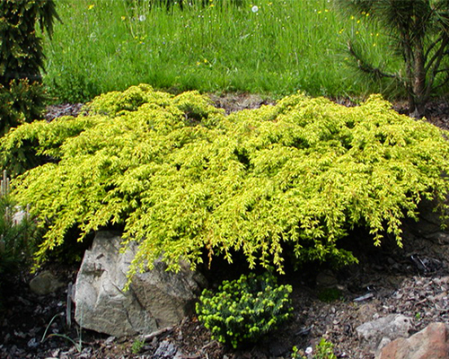 Можжевельник обыкновенный Депресса Ауреа (Juniperus communis Depressa Aurea)