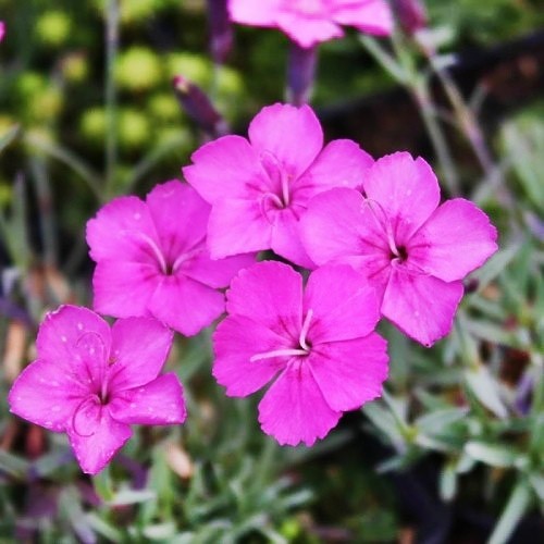Dianthus hybrida Babi Lom