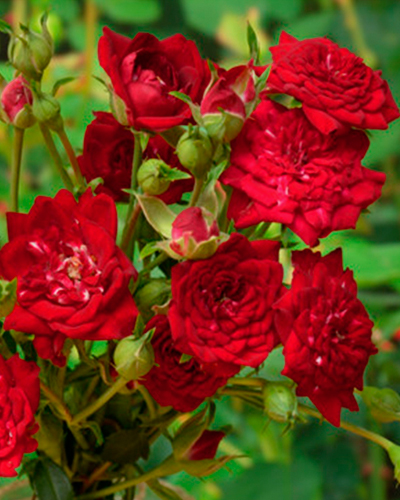 роза Ред Каскад (Red Cascade)