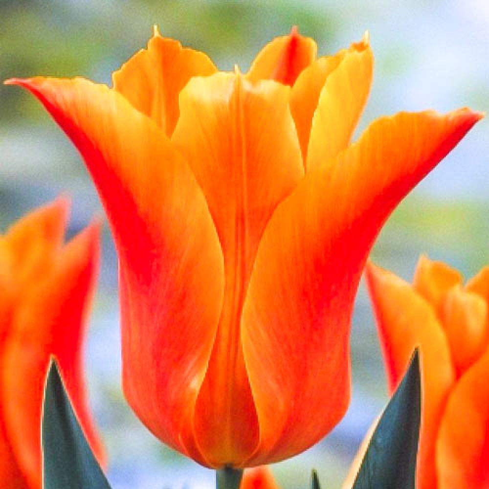 Тюльпан Lily-flowered Ballade Orange