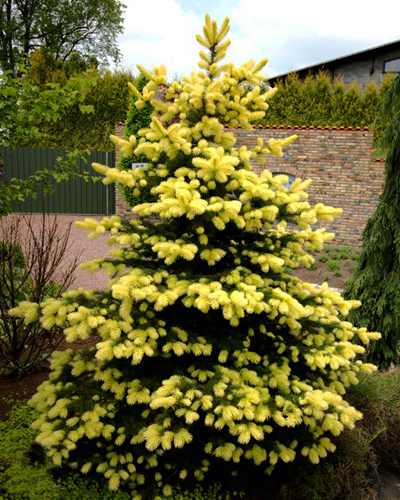 Ель колючая Майголд (Picea pungens Maigold)