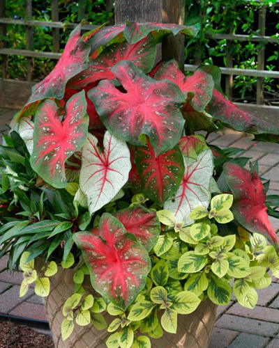 Каладиум микс (Caladium Bicolor)