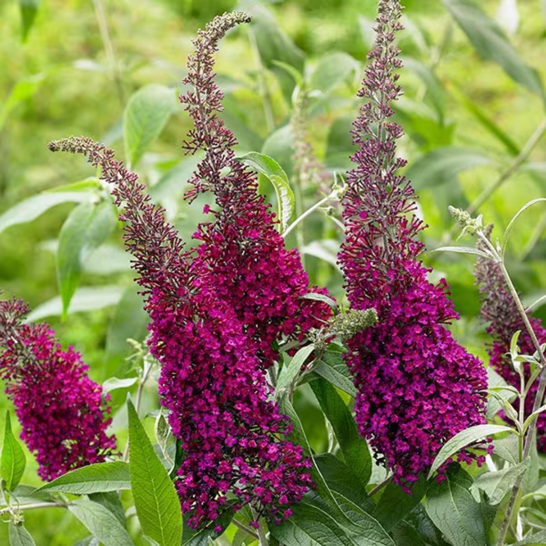 Buddleja davidii Sugar Plum