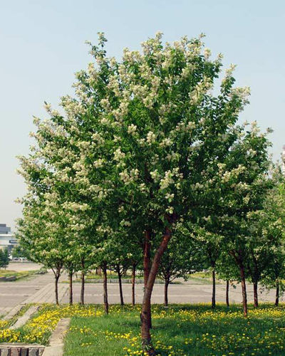 Черемуха Маака (Prunus maacki)