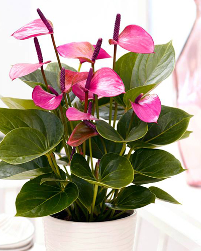 Антуриум андре Пурпл (Anthurium аndreanum Purple)