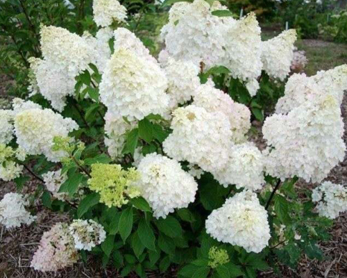 Гортензия метельчатая Селекшн (Hydrangea paniculata Selection) Гортензия метельчатая Селекшн (Hydrangea paniculata Selection)