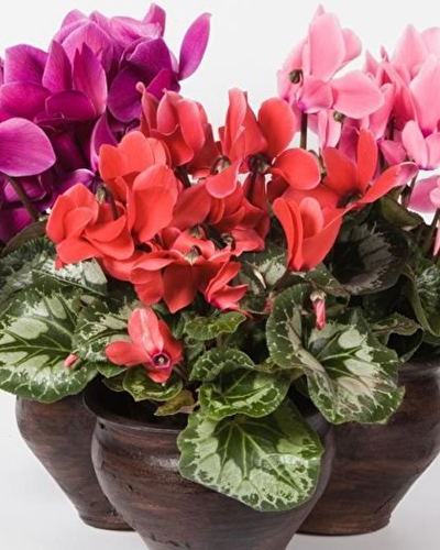 Цикламен Гарден (Cyclamen)
