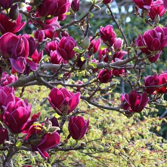 Магнолия гибридная Клеопатра (Magnolia 'Cleopatra')