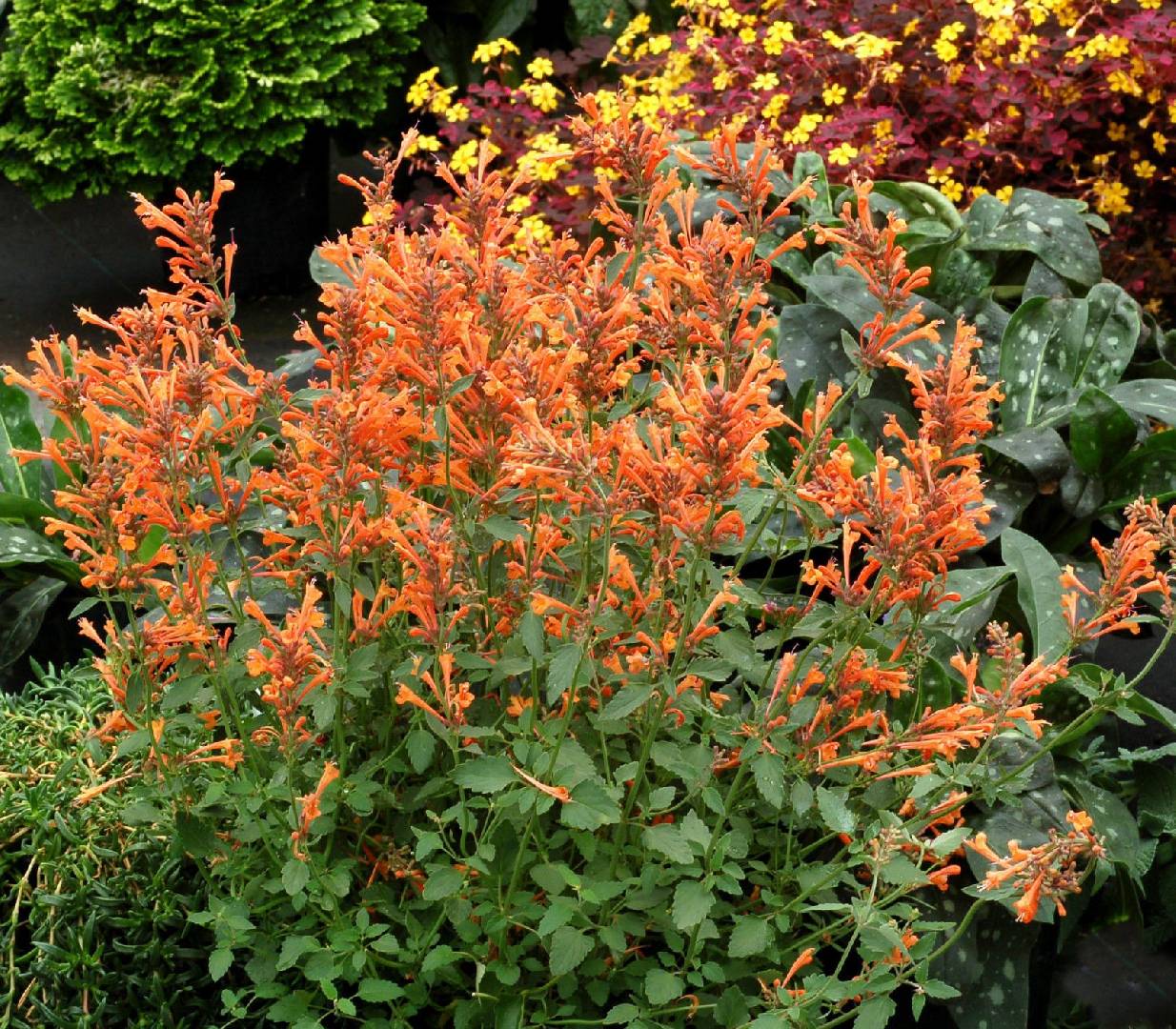 Agastache aurantiaca Sunny Sparks Orange Glow