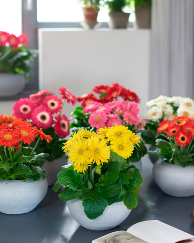 Гербера Колоргейм микс (Gerbera Colourgame)