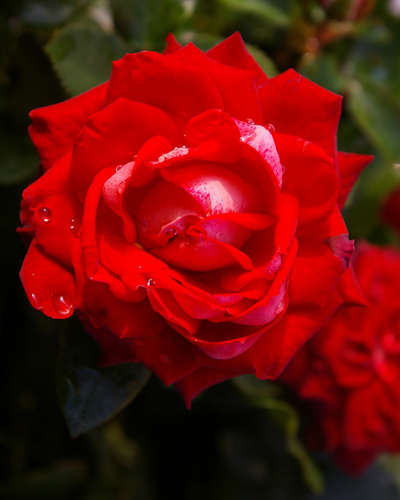 роза Тибет (Tibet)