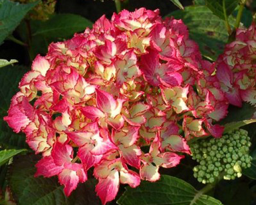Гортензия крупнолистная Сельма (Hydrangea macrophylla Selma) Гортензия крупнолистная Сельма (Hydrangea macrophylla Selma)