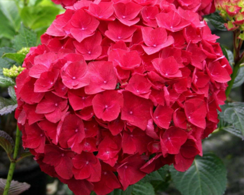 Гортензия крупнолистная Хот Ред (Hydrangea macrophylla Hot Red)