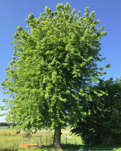 Клен сахаристый Лациниатум Виери (Acer saccharinum Laciniatum Wieri) Клен сахаристый Лациниатум Виери (Acer saccharinum Laciniatum Wieri)