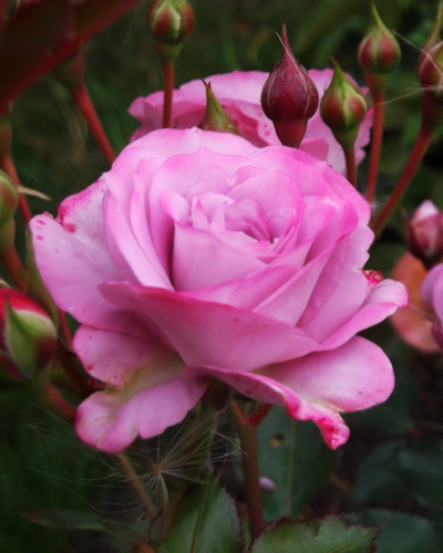 роза Лавендер Джувел (Lavender Jewel) роза Лавендер Джувел (Lavender Jewel)