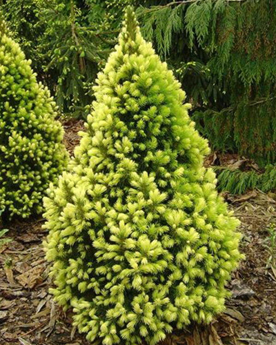Ель канадская (сизая) Рейнбоу Энд (Picea glauca Rainbow End)