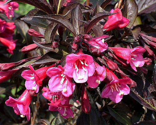 Вейгела цветущая Александра (Weigela florida Alexandra)