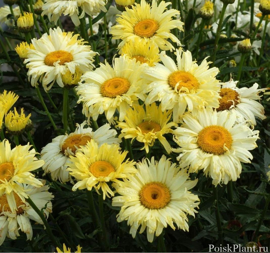 Leucanthemum maximum Goldsmith