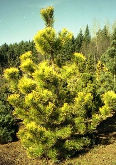 Сосна тунберга Огон (Pinus thunbergii Ogon)