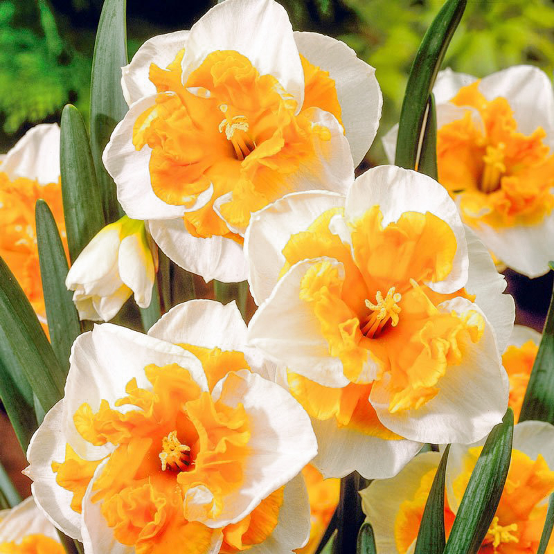 Нарцисс Split Love Call