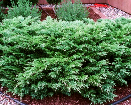 Можжевельник казацкий Глаука (Juniperus sabina Glauca)