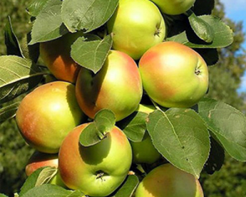 Яблоня колоновидная Янтарное Ожерелье