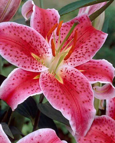 Лилия oriental Stargazer