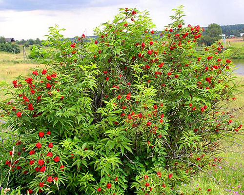 Бузина обыкновенная красная (Sambucus racemosa)