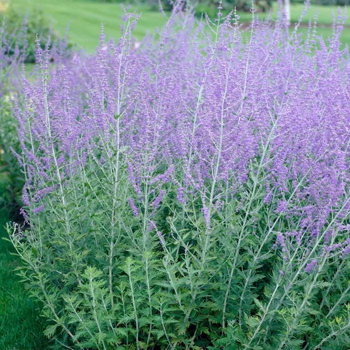 Перовския лебедолистная Рашн Сейдж (Russian Sage)