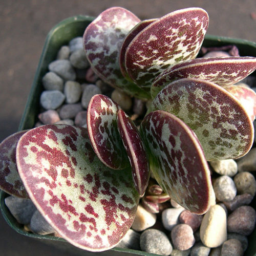 Адромискус тригинус