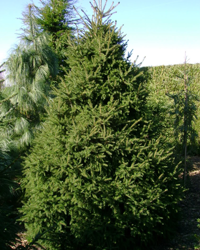 Ель восточная Грацилис ( Picea orientalis Gracilis )