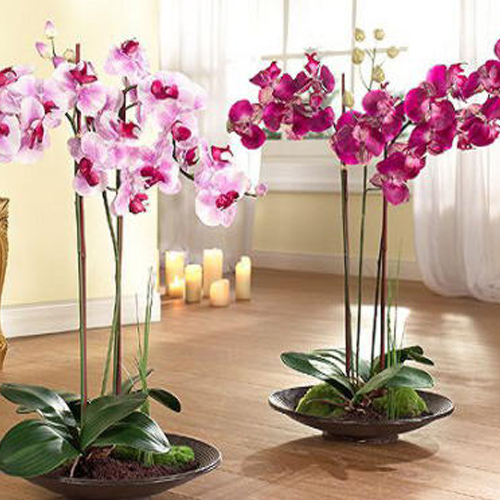 Фаленопсис Бранч (Phalaenopsis Branche)