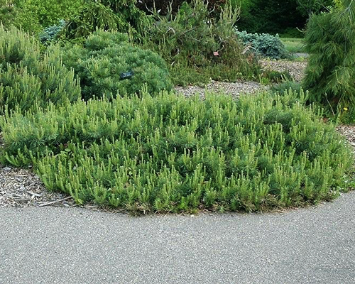Сосна обыкновенная Хиллсайд Крипер (Pinus sylvestris Hillside Creeper)