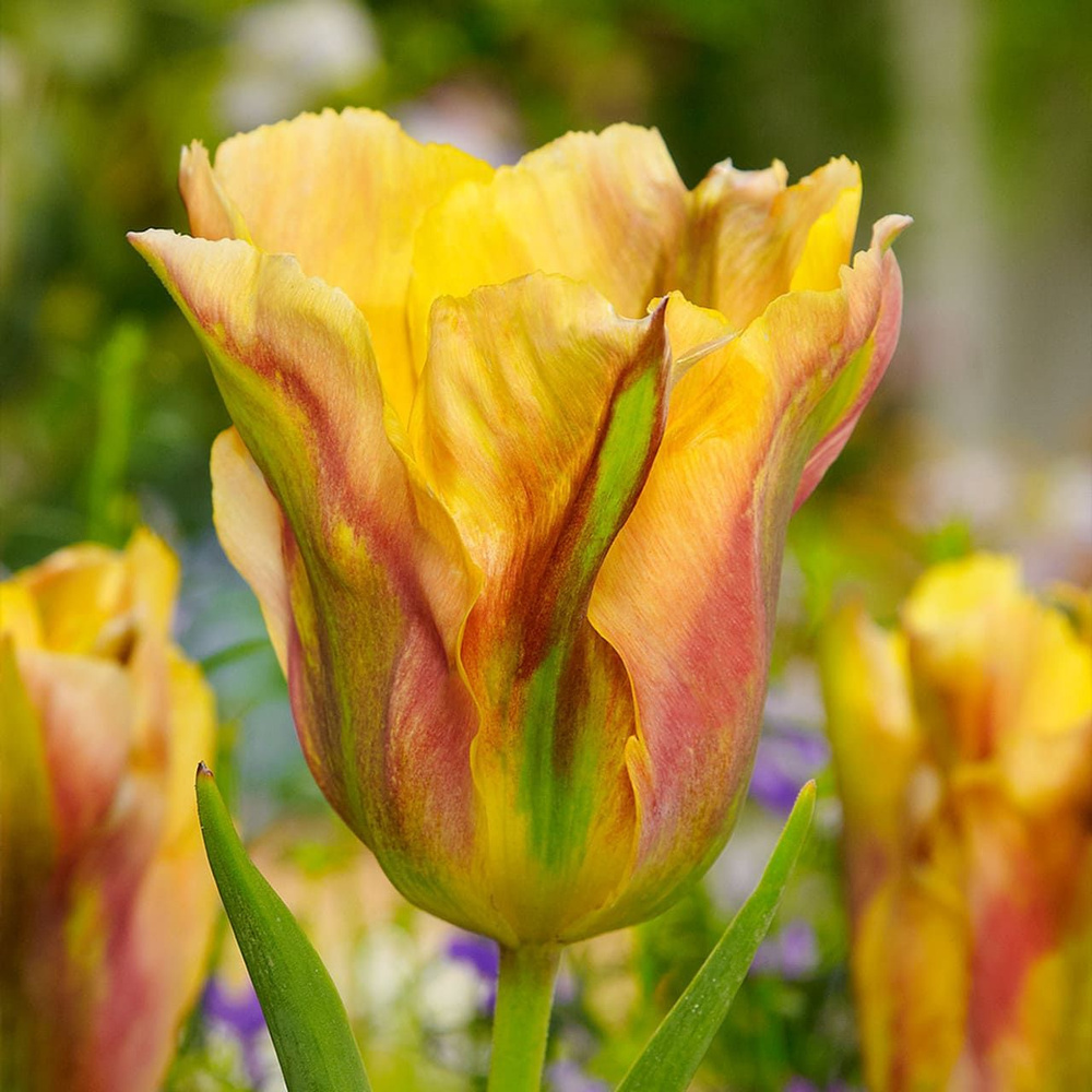 Тюльпан viridiflora Golden Artist