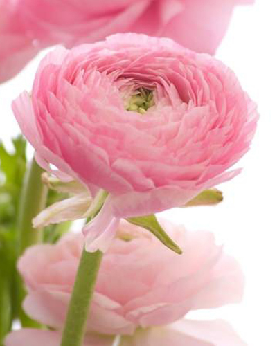 Ранункулюс Peony Type Pink Ранункулюс Peony Type Pink